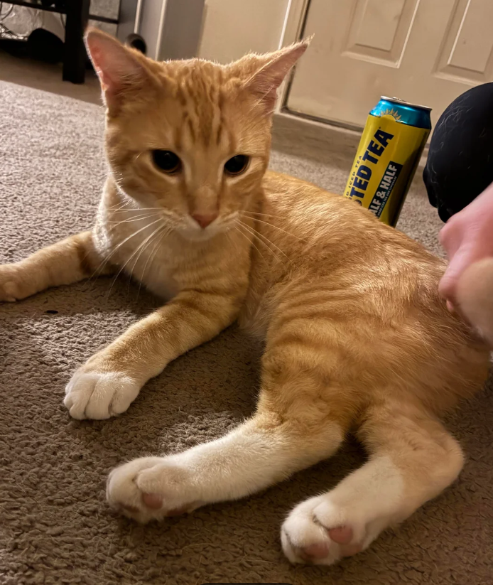 ICED TEA TED TEA ALF & HALF