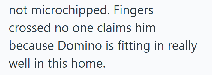 not microchipped. Fingers crossed no one claims him because Domino is fitting in really well in this home.