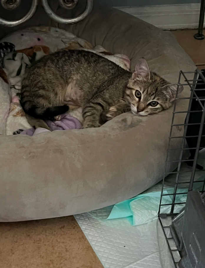 Cheezburger Image 10624841728