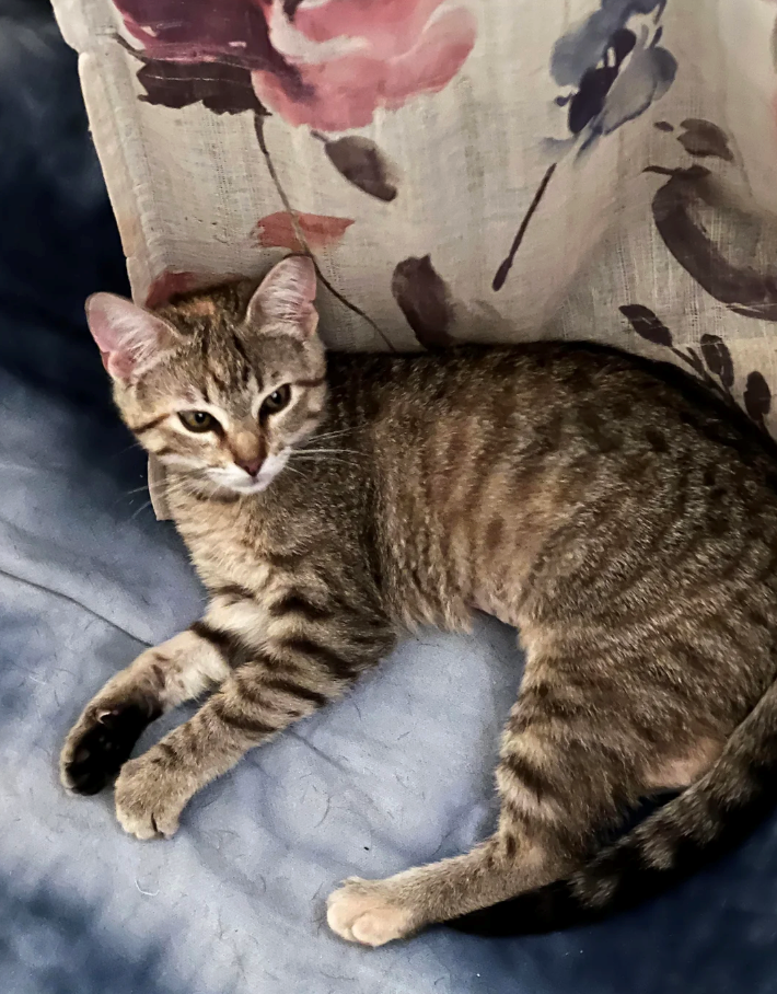 Cheezburger Image 10624841984