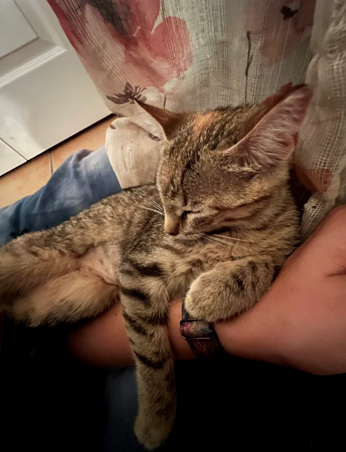 Cheezburger Image 10624842240