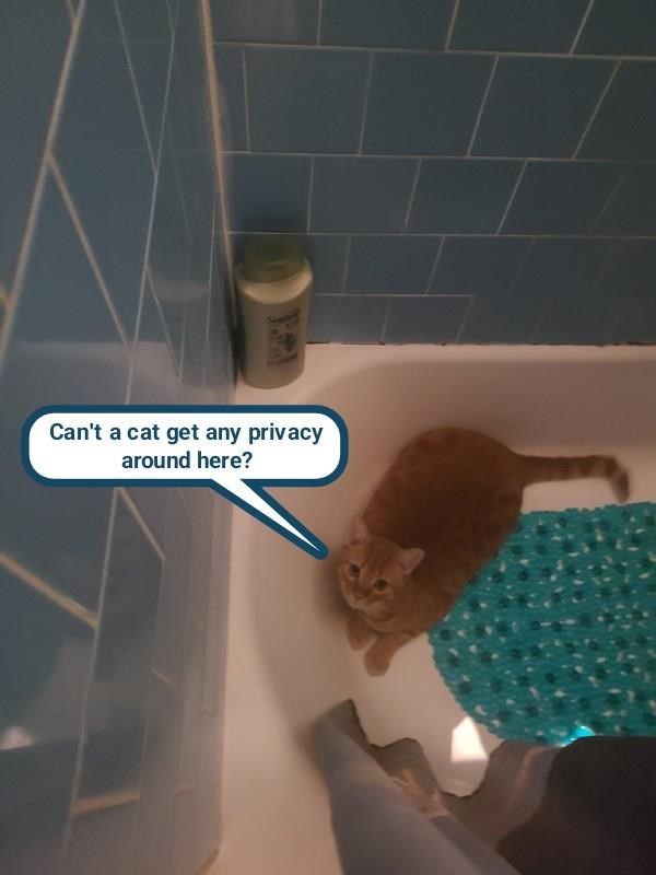 Cheezburger Image 10624855808