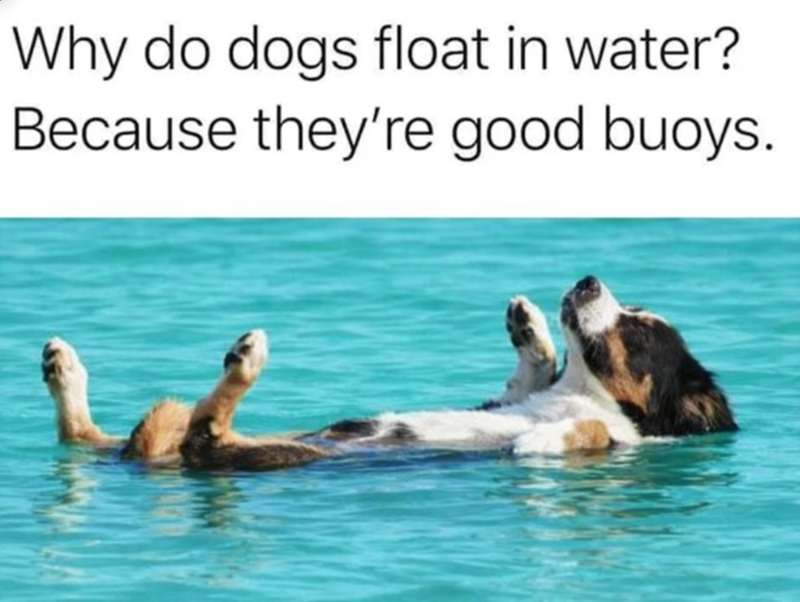 Why do dogs float in water? Because they're good buoys.