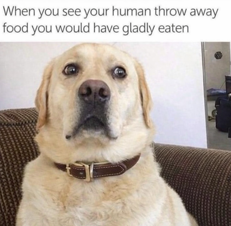 When you see your human throw away food you would have gladly eaten