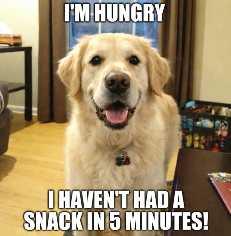 I'M HUNGRY I HAVEN'T HAD A SNACK IN 5 MINUTES!