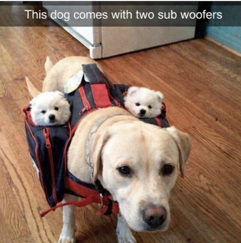 This dog comes with two sub woofers