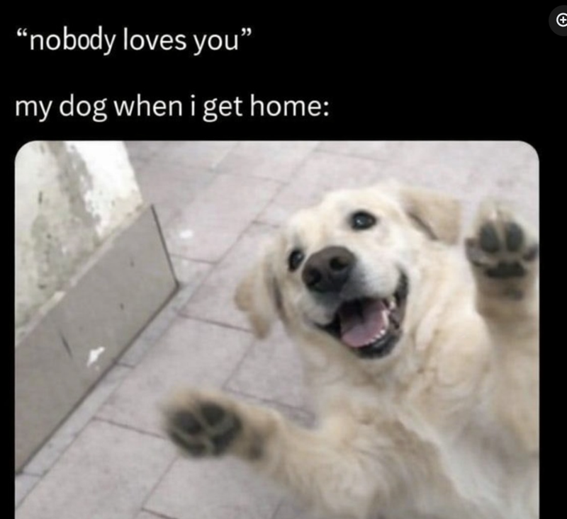 "nobody loves you" my dog when i get home: A