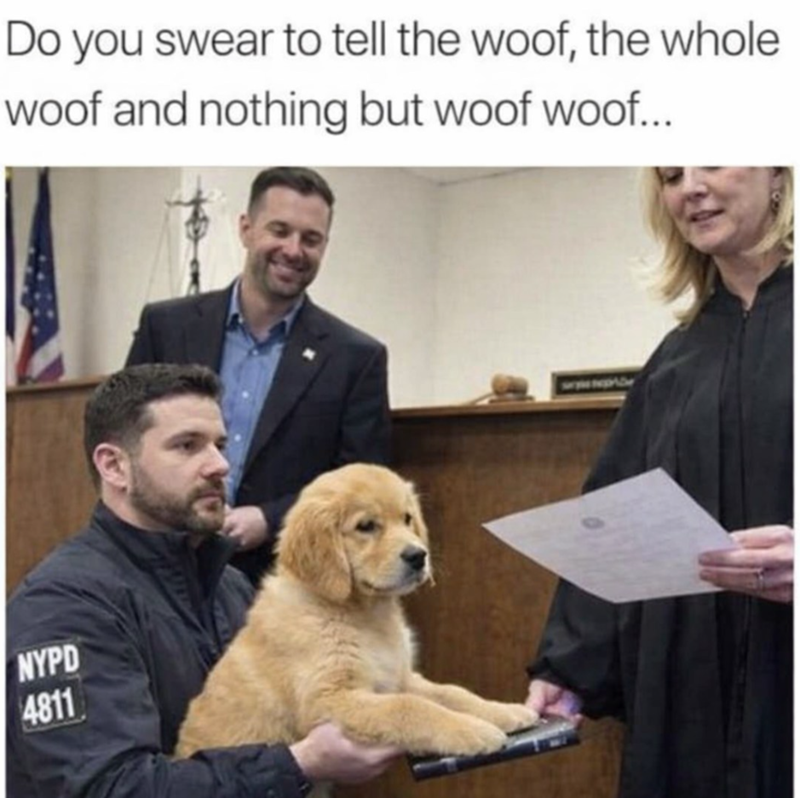 Do you swear to tell the woof, the whole woof and nothing but woof woof... NYPD 4811
