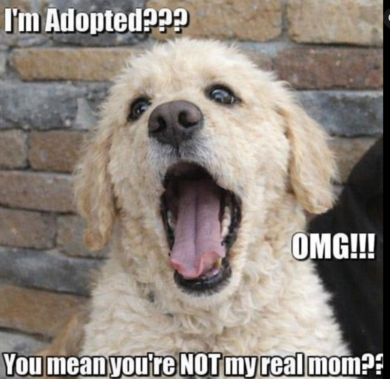 I'm Adopted??? OMG!!! You mean you're NOT my real mom??