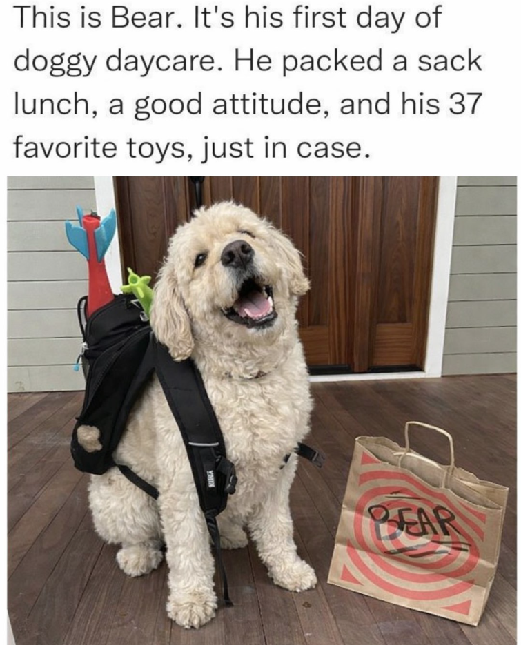 This is Bear. It's his first day of doggy daycare. He packed a sack lunch, a good attitude, and his 37 favorite toys, just in case. YMIN BEAR