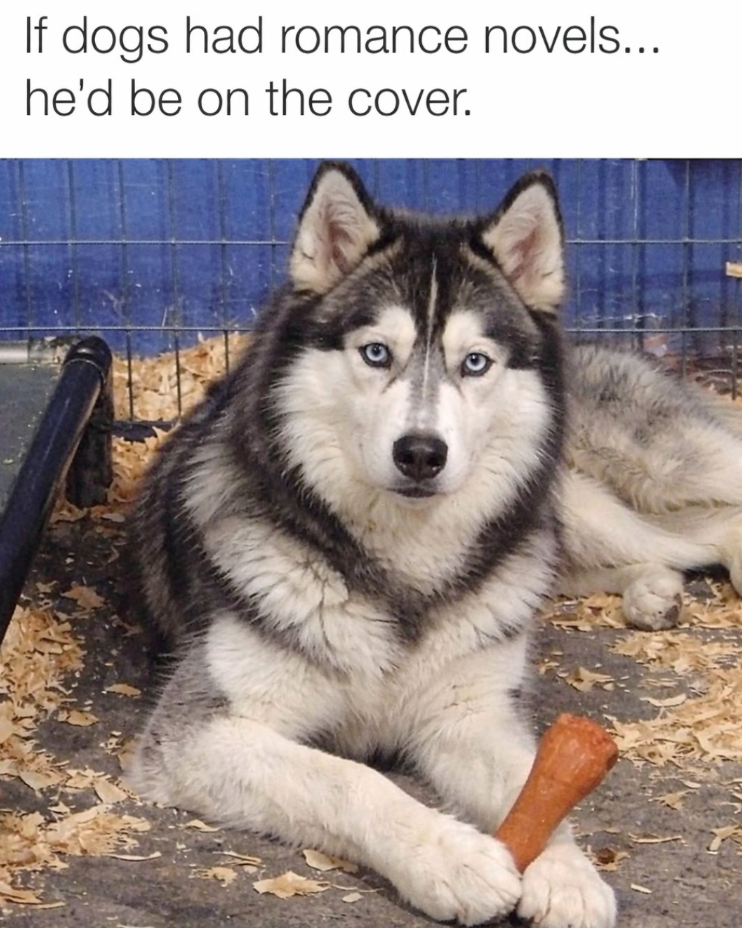If dogs had romance novels... he'd be on the cover.
