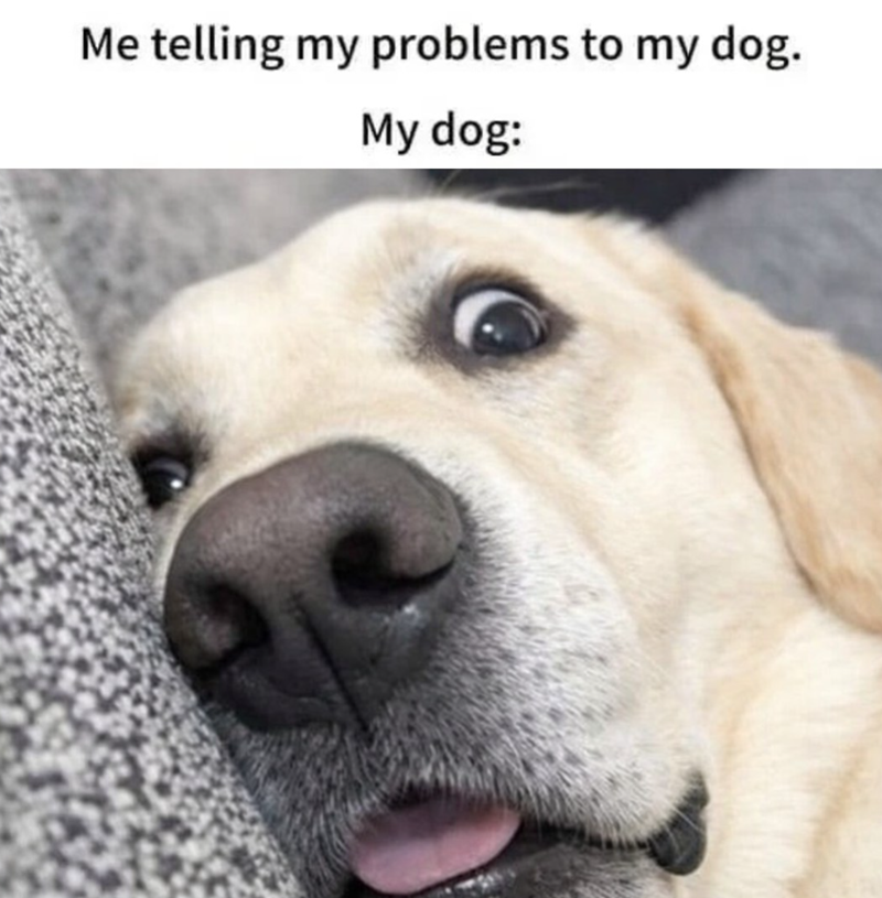 Me telling my problems to my dog. My dog: