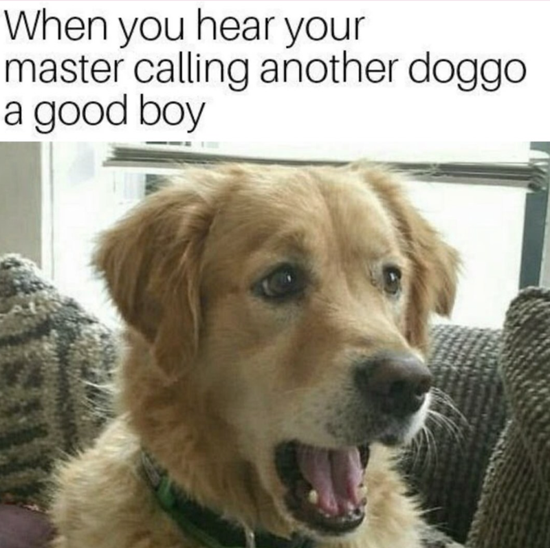 When you hear your master calling another doggo a good boy