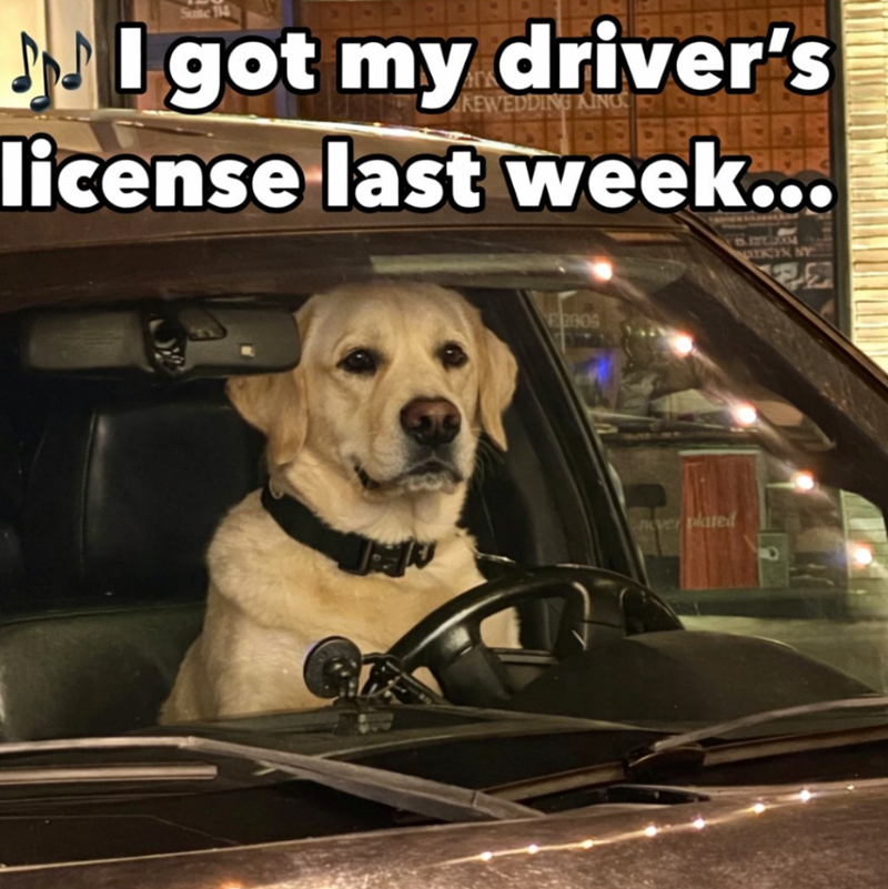 Suite 14 I got my driver's KEWEDDING KING license last week... E2909 over plated