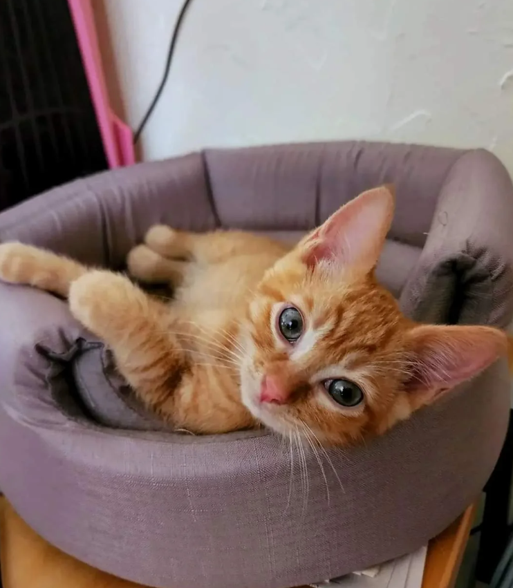 Cheezburger Image 10624886272