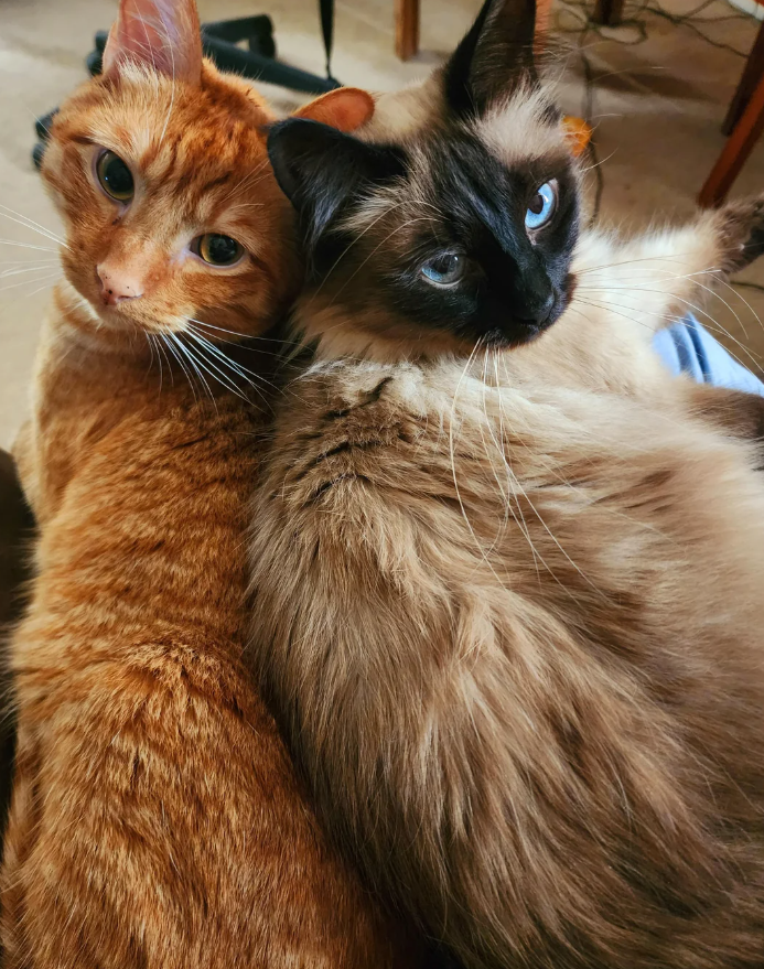 Cheezburger Image 10624886528