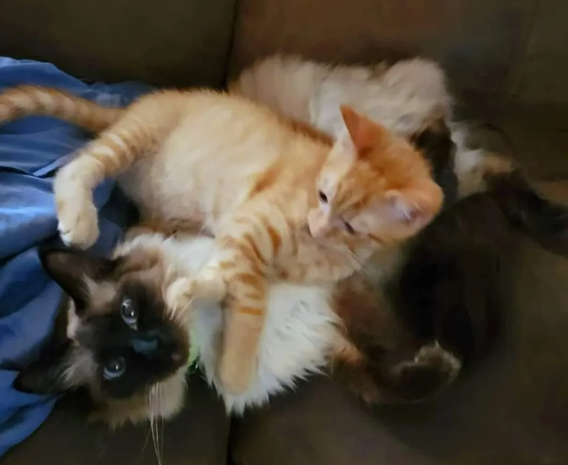 Cheezburger Image 10624886784