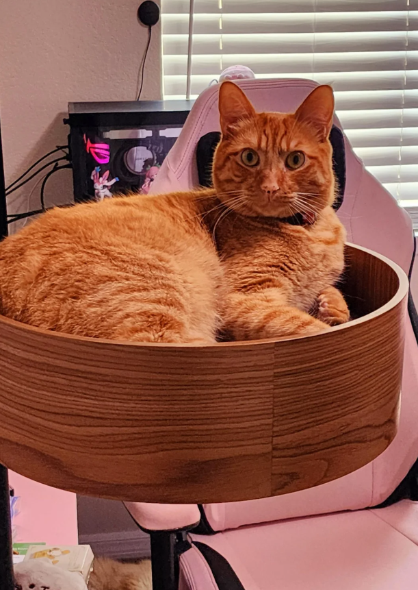 Cheezburger Image 10624887040