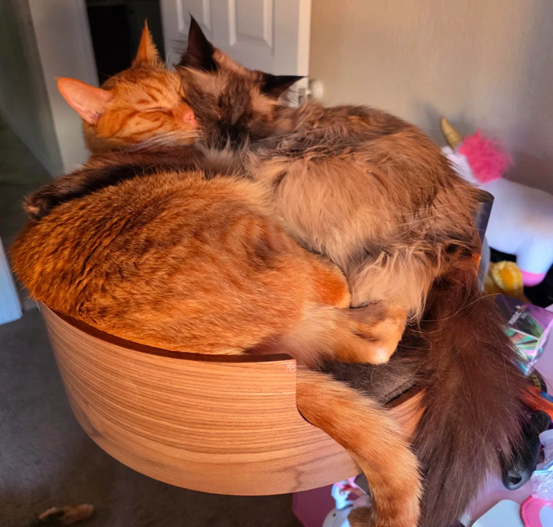 Cheezburger Image 10624887296