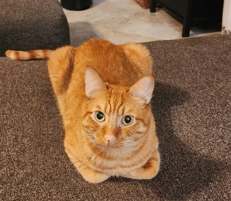 Cheezburger Image 10624887552