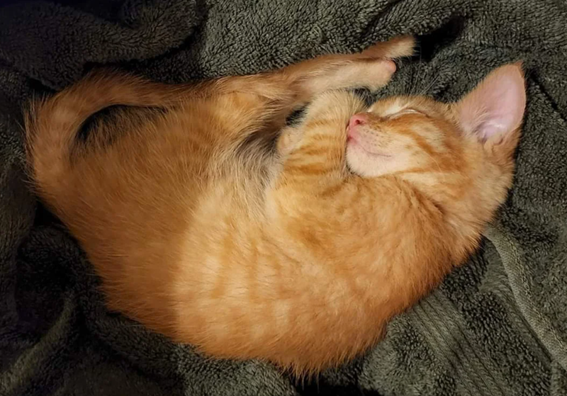 Cheezburger Image 10624887808