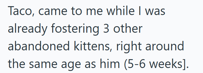 Taco, came to me while I was already fostering 3 other abandoned kittens, right around the same age as him (5-6 weeks].
