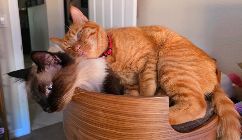 Cheezburger Image 10624889088