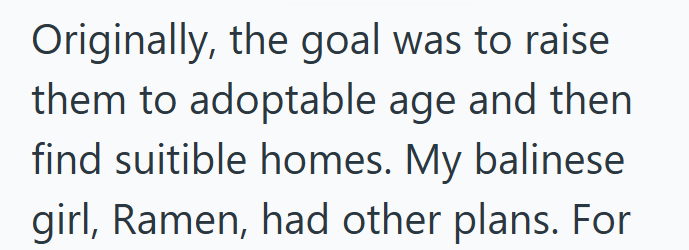 Originally, the goal was to raise them to adoptable age and then find suitible homes. My balinese girl, Ramen, had other plans. For