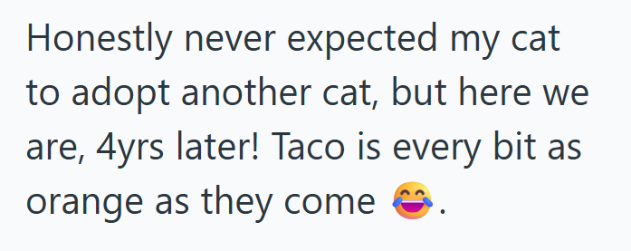 Honestly never expected my cat to adopt another cat, but here we are, 4yrs later! Taco is every bit as orange as they come