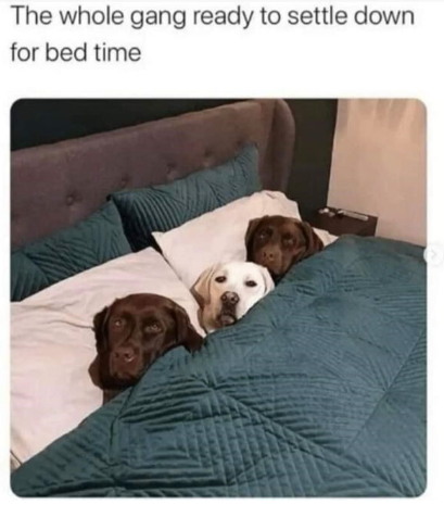 The whole gang ready to settle down for bed time