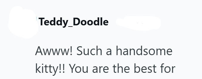 Teddy_Doodle Awww! Such a handsome kitty!! You are the best for