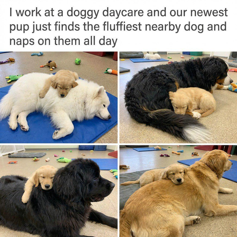 I work at a doggy daycare and our newest pup just finds the fluffiest nearby dog and naps on them all day