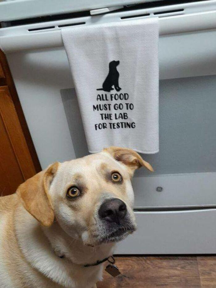 ALL FOOD MUST GO TO THE LAB FOR TESTING