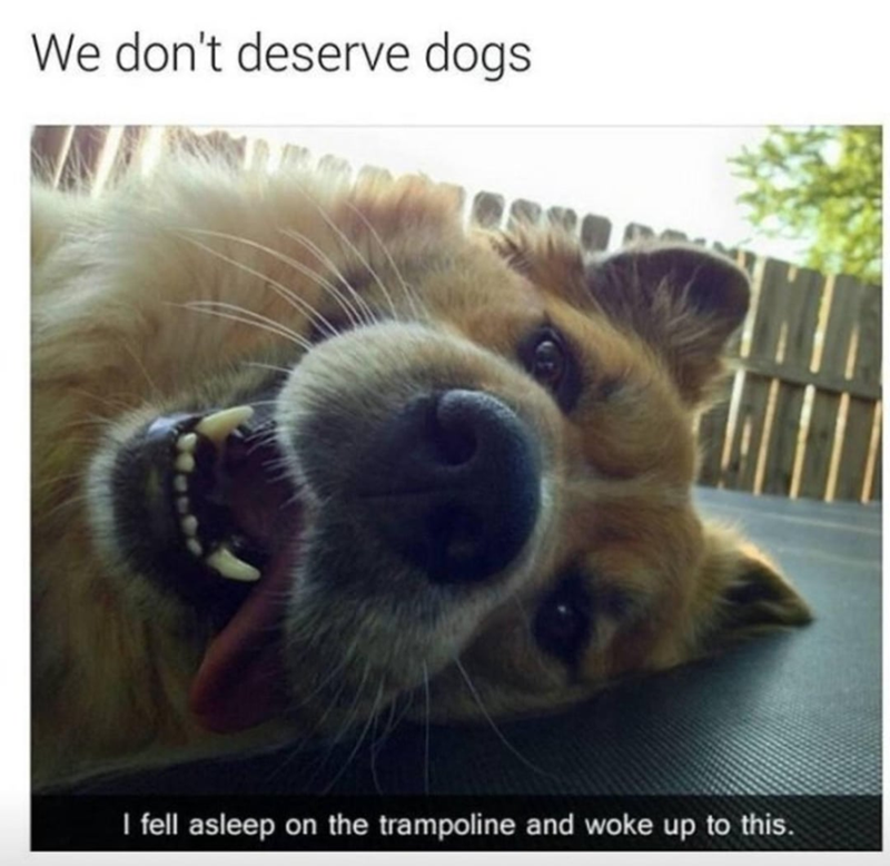 We don't deserve dogs I fell asleep on the trampoline and woke up to this.