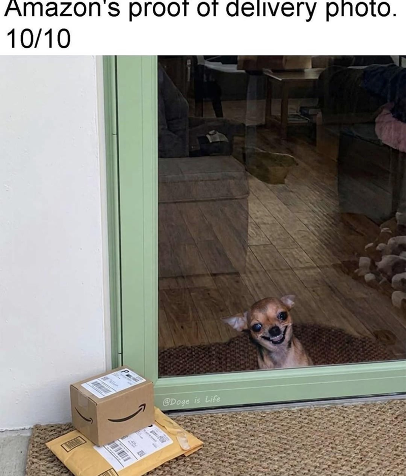 Amazon's proof of delivery photo. 10/10 P @Doge is Life