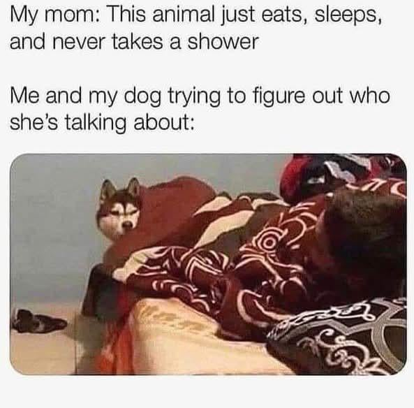 My mom: This animal just eats, sleeps, and never takes a shower Me and my dog trying to figure out who she's talking about: