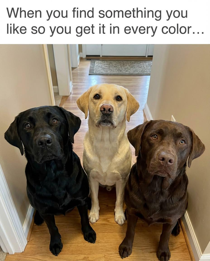 When you find something you like so you get it in every color...