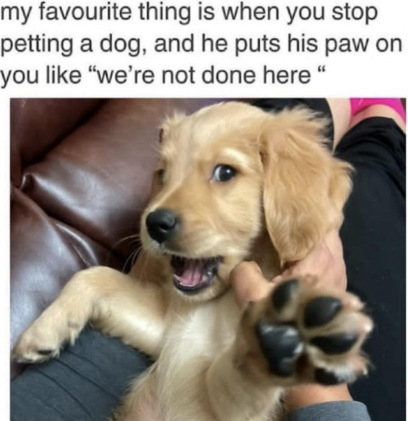 my favourite thing is when you stop petting a dog, and he puts his paw on you like "we're not done here"