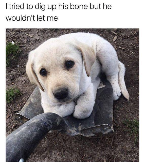 I tried to dig up his bone but he wouldn't let me