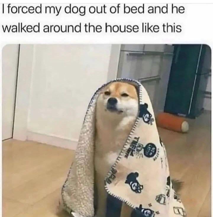 I forced my dog out of bed and he walked around the house like this THE
