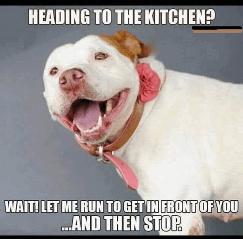 HEADING TO THE KITCHEN? WAIT! LET ME RUN TO GET IN FRONT OF YOU ...AND THEN STOP.