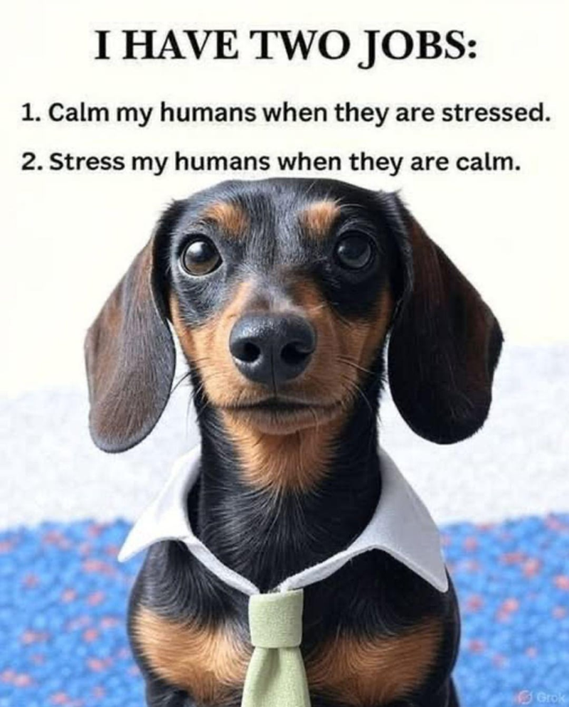 I HAVE TWO JOBS: 1. Calm my humans when they are stressed. 2. Stress my humans when they are calm. Grok
