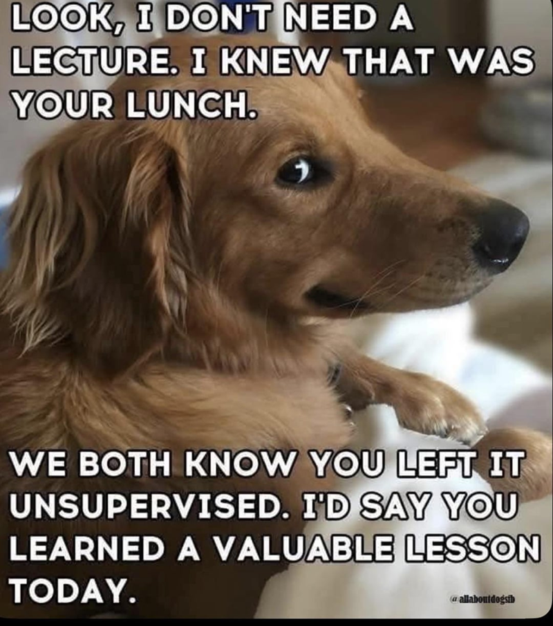 LOOK, I DON'T NEED A LECTURE. I KNEW THAT WAS YOUR LUNCH. WE BOTH KNOW YOU LEFT IT UNSUPERVISED. I'D SAY YOU LEARNED A VALUABLE LESSON TODAY. a allaboutdogsib