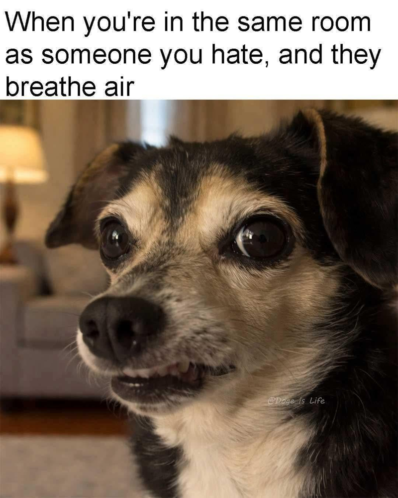 When you're in the same room as someone you hate, and they breathe air @Doge is Life