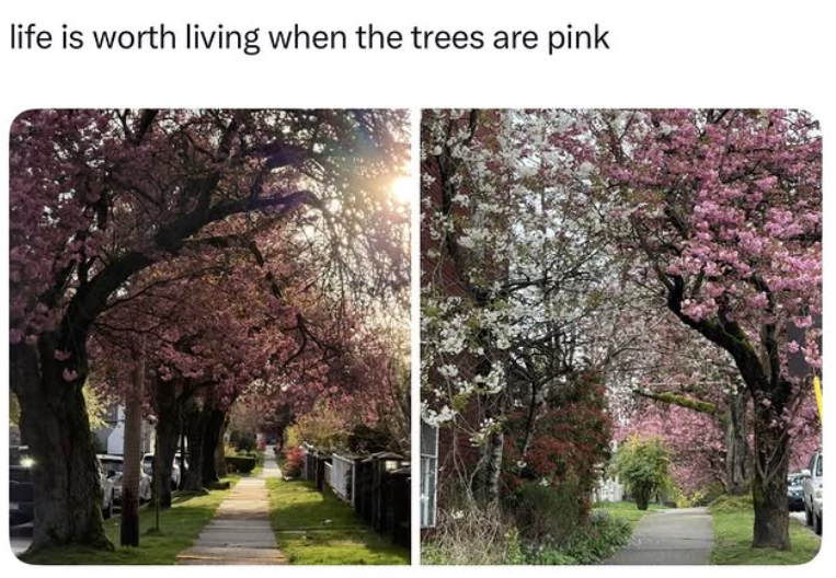 life is worth living when the trees are pink