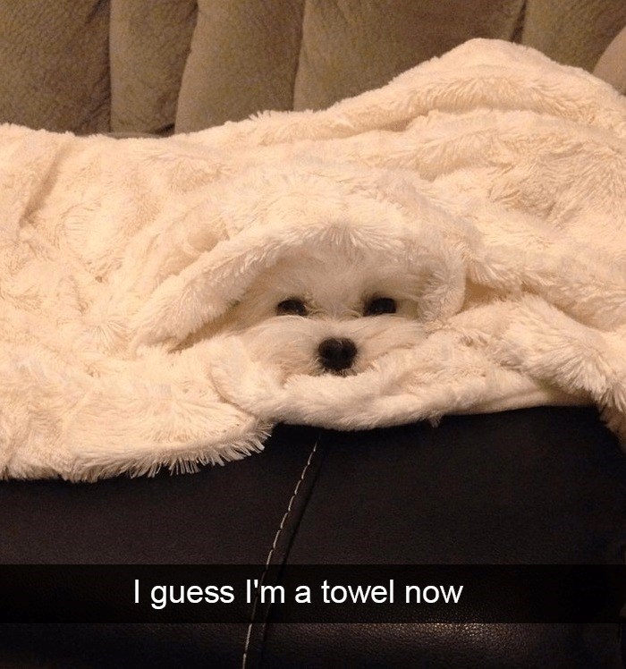 I guess I'm a towel now