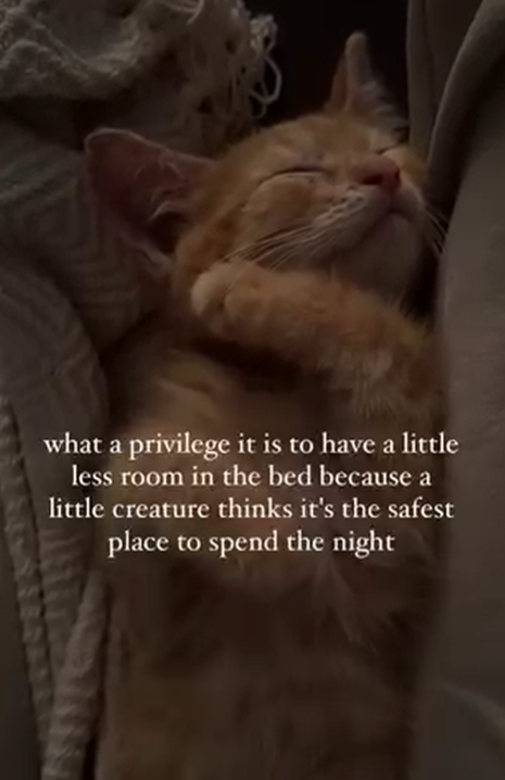 what a privilege it is to have a little less room in the bed because a little creature thinks it's the safest place to spend the night