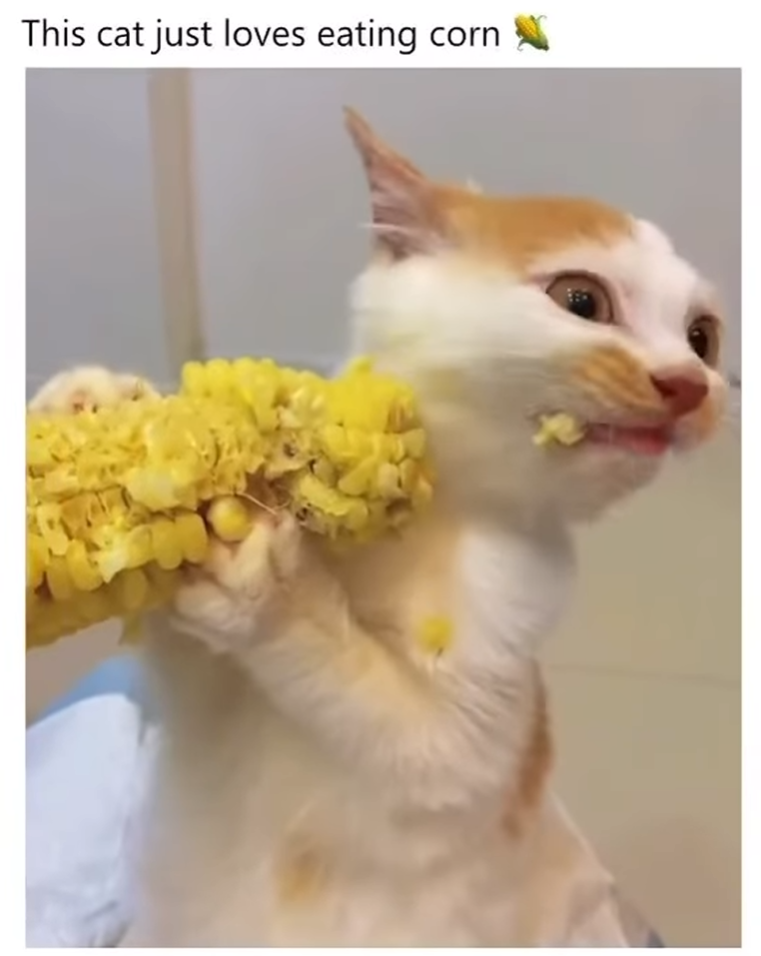 This cat just loves eating corn