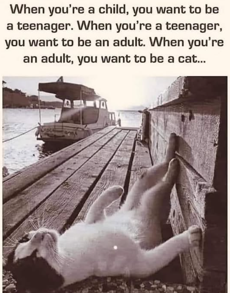 When you're a child, you want to be a teenager. When you're a teenager, you want to be an adult. When you're an adult, you want to be a cat...
