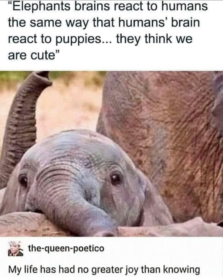 "Elephants brains react to humans the same way that humans' brain react to puppies... they think we are cute" the-queen-poetico My life has had no greater joy than knowing